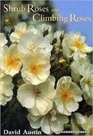 Shrub Roses And Climbing Roses - Austin, David 0.80kg
