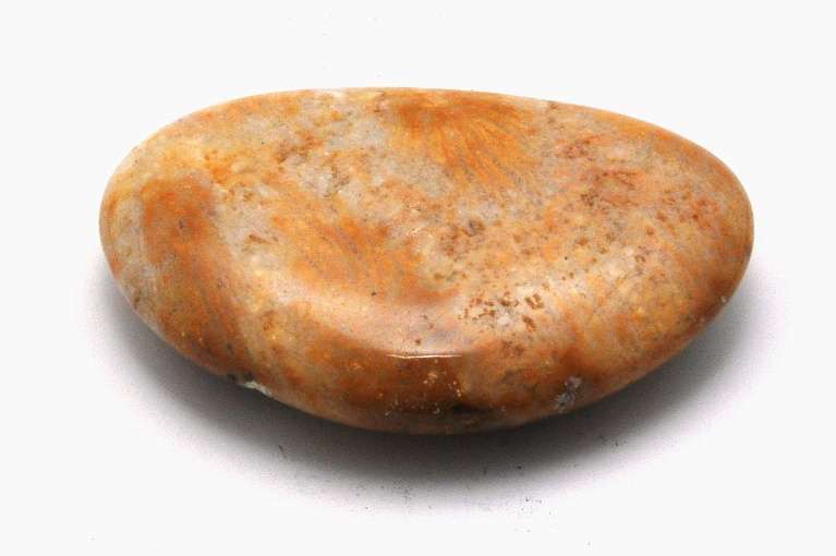 Flat coral fossil tumble 30-45mm