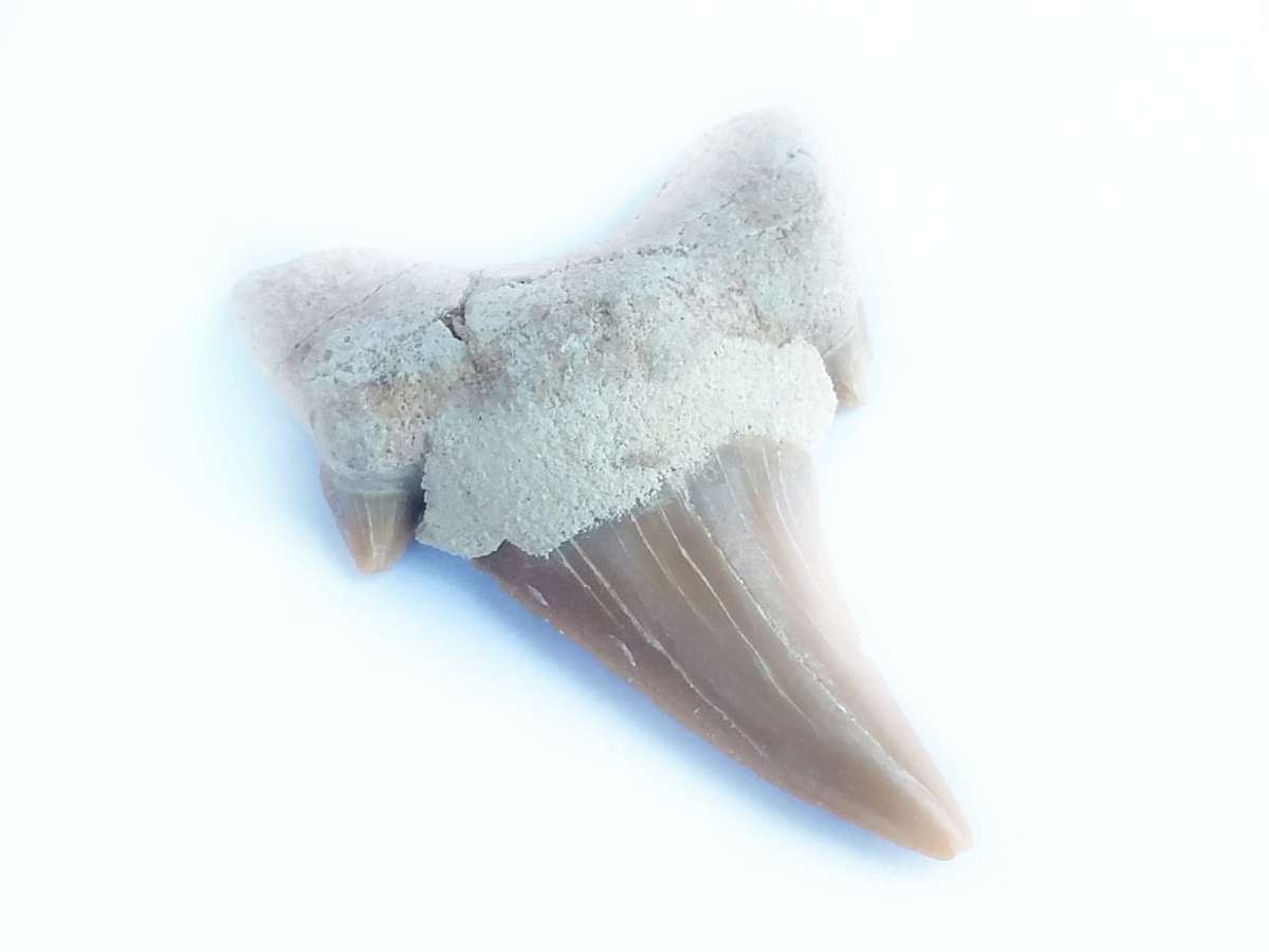 Shark tooth 30-40mm