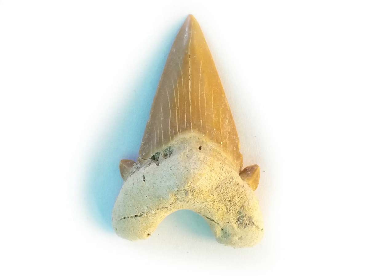 Shark tooth 40-50mm - Silver Hills 0.01kg