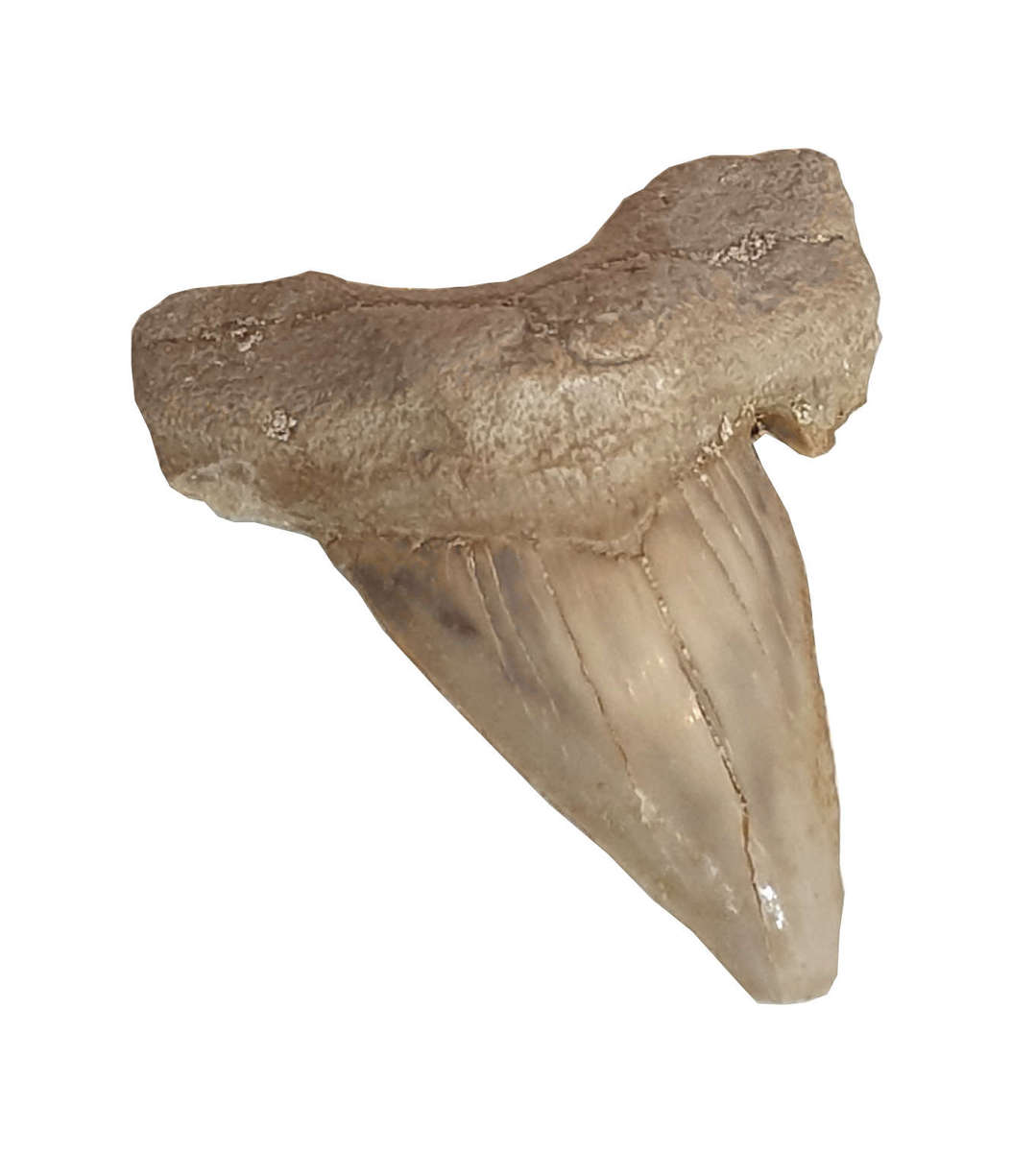 Jumbo Shark Tooth, 40x35mm