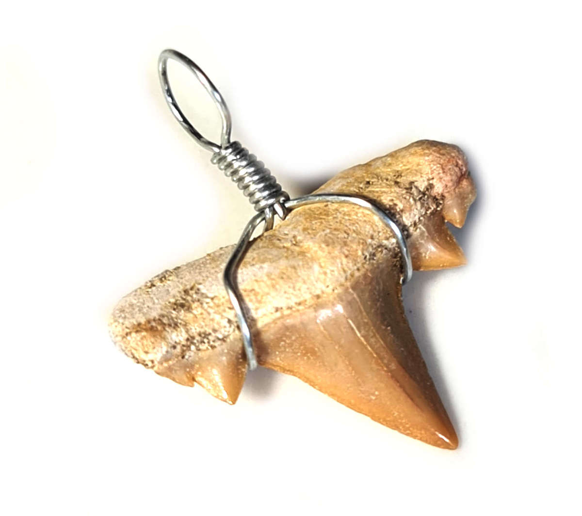Shark tooth pendant, Morocco, 25-35mm