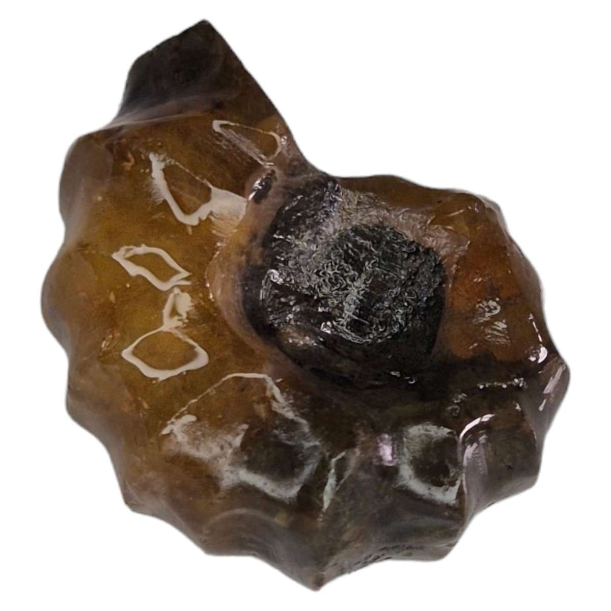 Conch fossil, Madagascar, 2-3cm