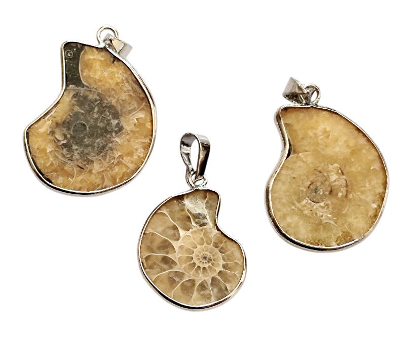 Ammonite Pendant medium size
