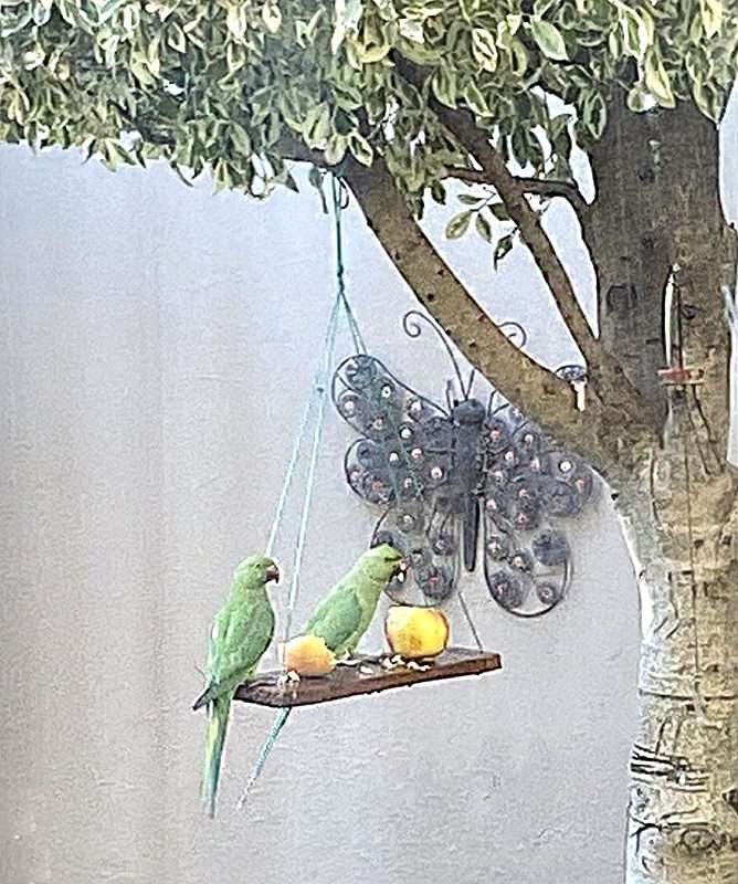 Eco Friendly Bird Fruit Feeder