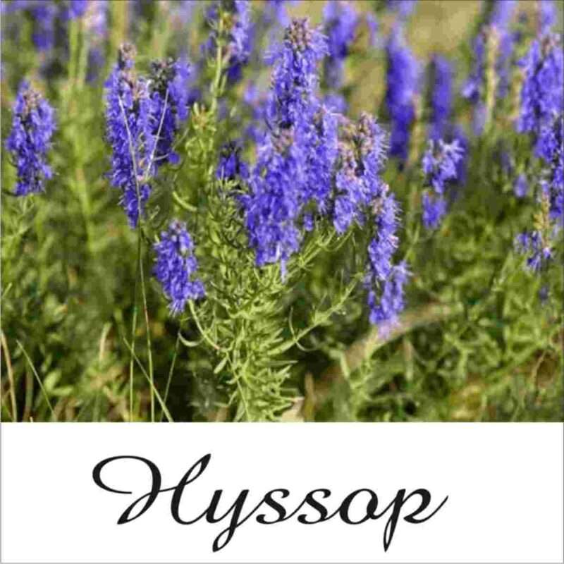 200ml Hyssop - Spiritual Cleansing & Purification