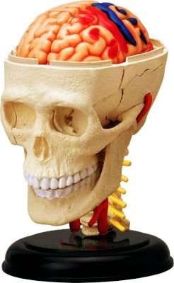 4D Master Human Anatomy - Cranial Nerve Skull