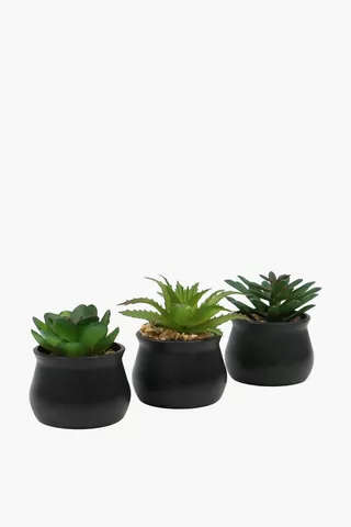 Assorted Mini Agaves 5x7cm