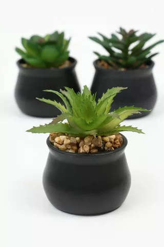 Assorted Mini Agaves 5x7cm