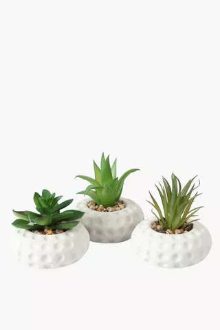 Assorted Agave In Dimple Pot 5x4cm