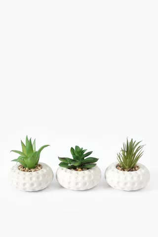 Assorted Agave In Dimple Pot 5x4cm