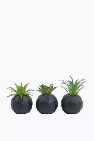 Assorted Agaves In Facet Pot 5x7cm