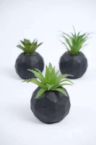 Assorted Agaves In Facet Pot 5x7cm