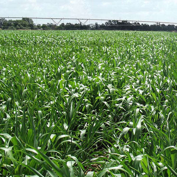 Supergraze 1000 25kg