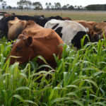 Supergraze 1000 25kg