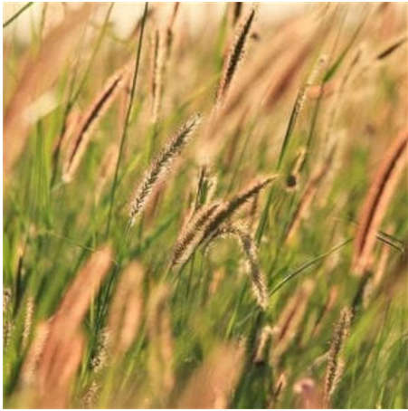 Blue Buffalo Grass Seeds (Coated ) 20kg