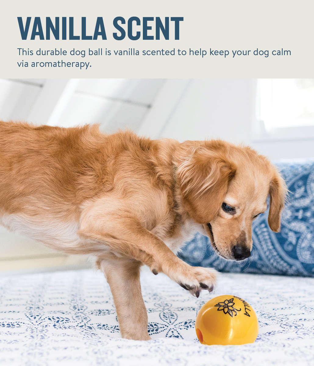 Petstages Planet Dog Orbee-Tuff Essentials Scented Ball Treat Dispenser