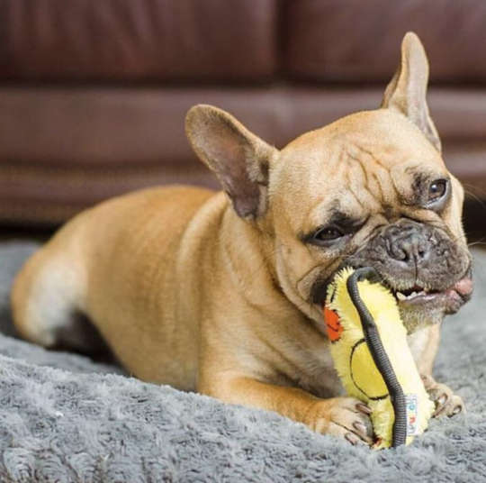 Outward Hound Durablez Mini Duck