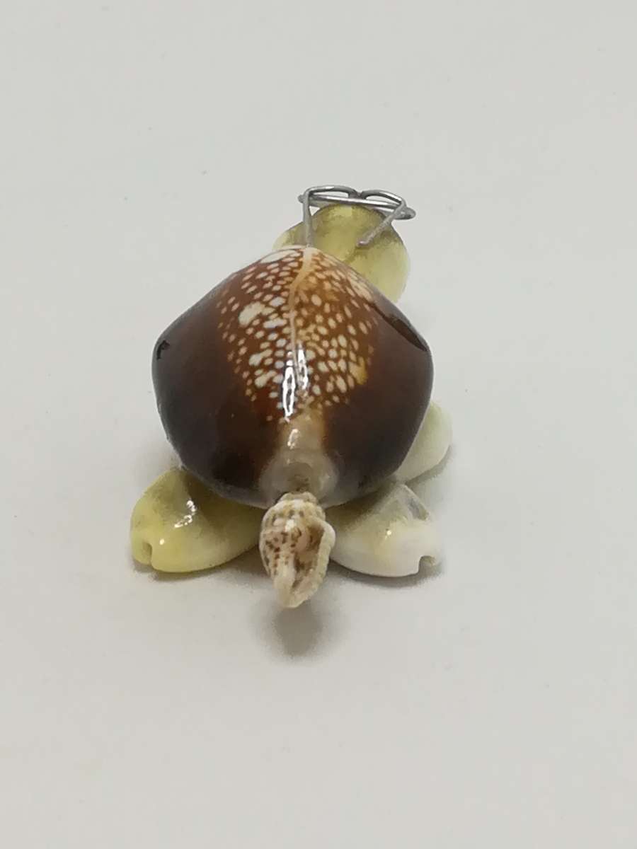 Miniature White & Brown Sea Shells Tortoise Wearing Glasses - Design 1 (Miniature, suitable for p...
