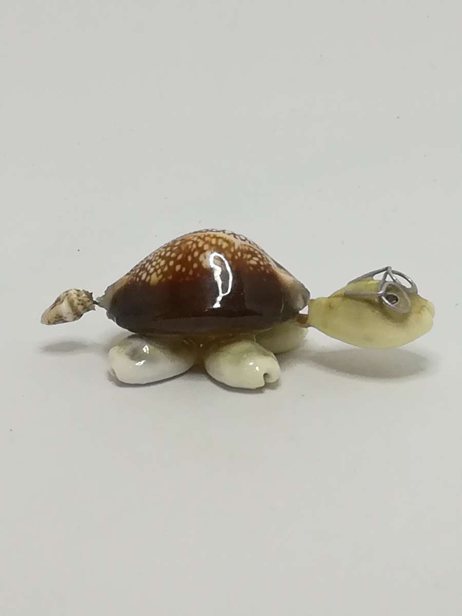 Miniature White & Brown Sea Shells Tortoise Wearing Glasses - Design 1 (Miniature, suitable for p...