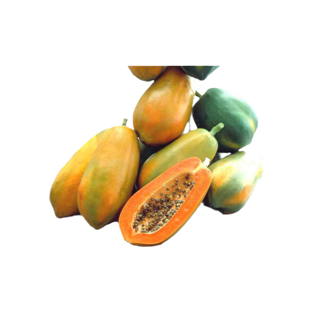 Papaya - Red Lady - Pawpaw - Carica Papaya - Tropical Fruit - 5 Seeds