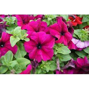 Petunia Limbo Gp Burgundy - 10 seeds