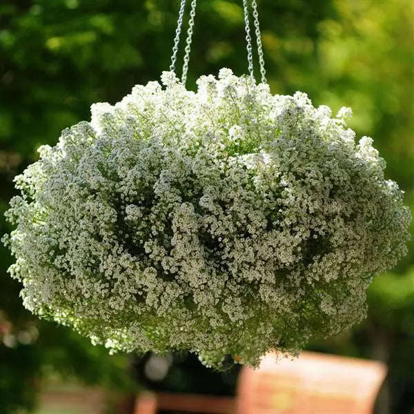 Alyssum Clear Crystal White - 10 seeds