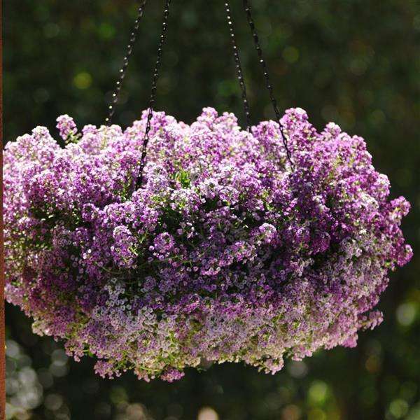 Alyssum Clear Crystal Lavender Shades - 10 seeds