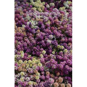 Alyssum Easter Bonnet Formula Mix - 10 seeds