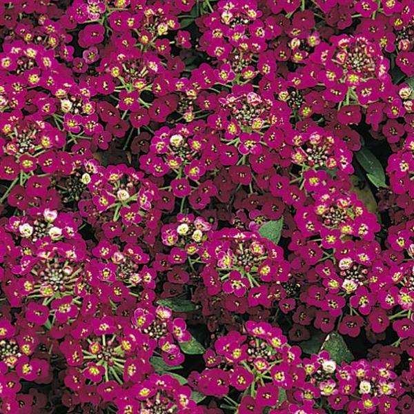 Alyssum Easter Bonnet Violet - 10 seeds