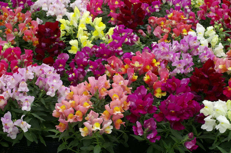 Antirrhinum Twinny Formula Mix -  10 seeds