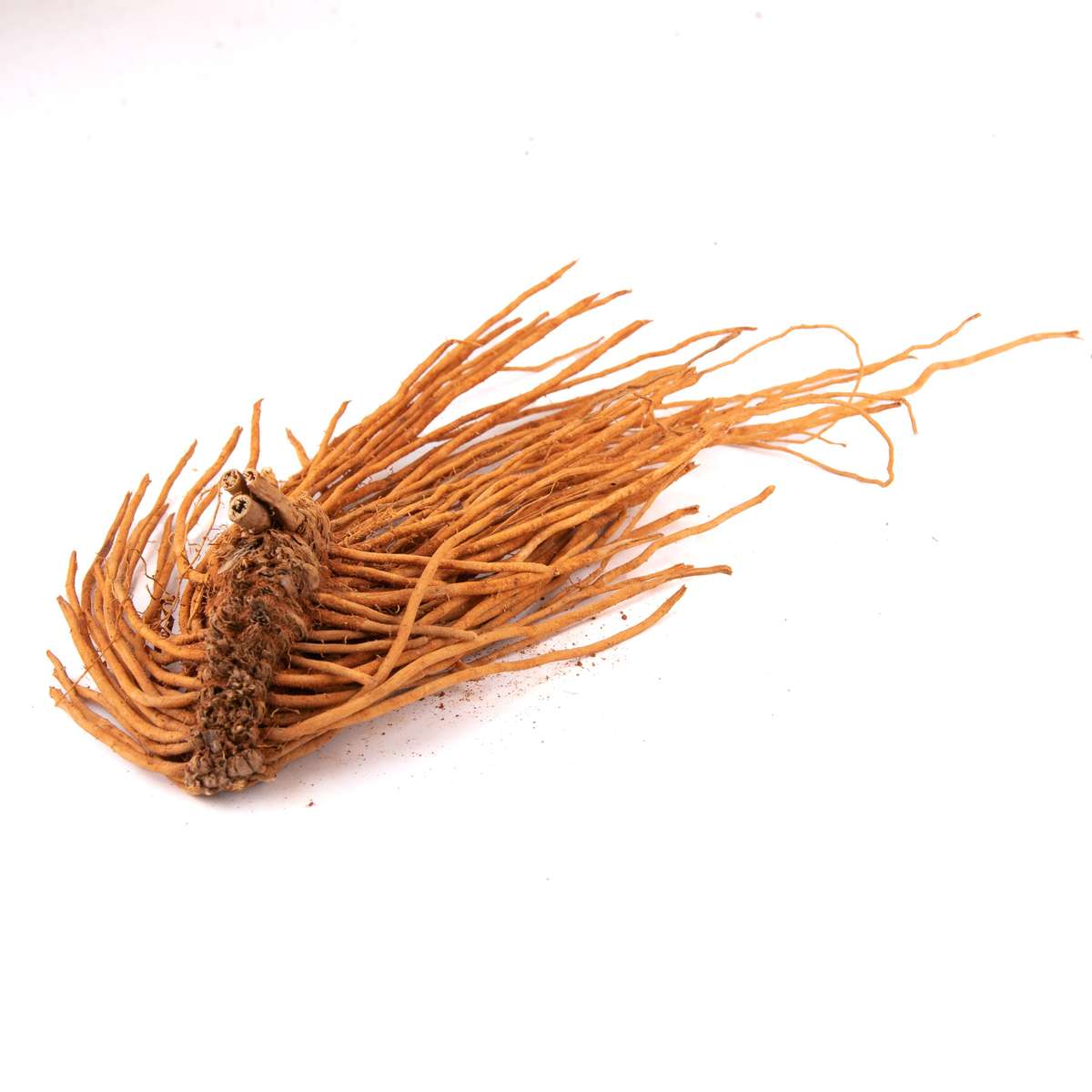 Asparagus Crowns - 7 crowns : UC157 Hybrid - Pre Order Now - Delivery by mid July