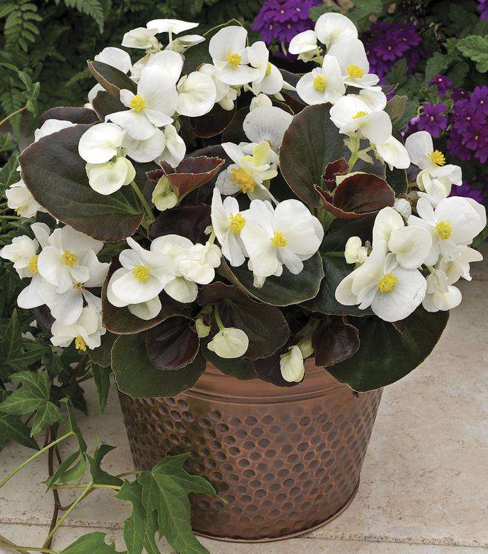 Begonia Rl Eris White - 10 seeds