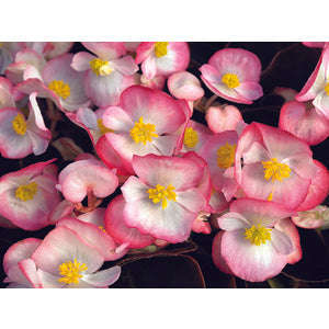 Begonia Rl Eris Bicolour - 10 seeds