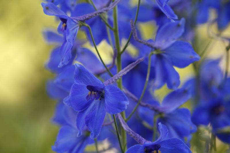 Delphinium  Belladonna  Bellamosum  - 10 seeds