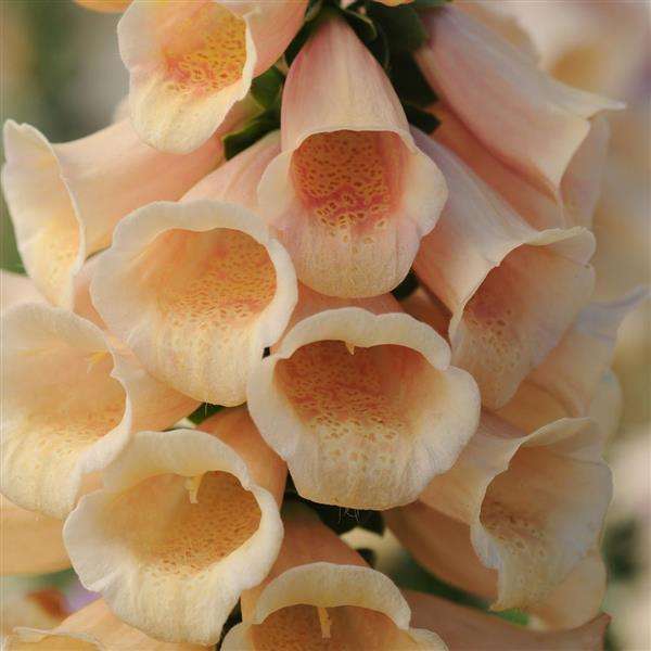 Digitalis Dalmation Peach - Common Foxglove - 5 seeds