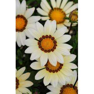 Gazania New Day White - 5 seeds