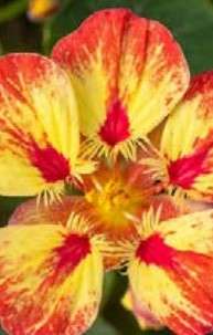 Nasturtium Ice Cream Sundae - Tropaeloum Majus - 10 seeds