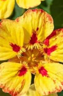 Nasturtium Ice Cream Sundae - Tropaeloum Majus - 10 seeds