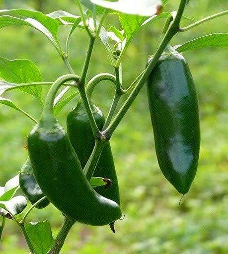 Giant Jalapeno Chilli Pepper Bravo BLS F1  - Capsicum Annuum - 5 Seeds - The Patio Vegetable Coll...