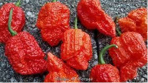 Jigsaw X Moruga - Capsicum Chinense - Chilli Pepper - 5 Seeds