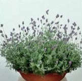 Lavender Multifida Spanish Eye - 10 Seeds