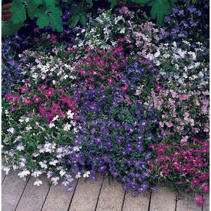 Lobelia Riviera Mix - 200 seeds