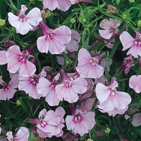 Lobelia Riviera Lilac- 200 seeds