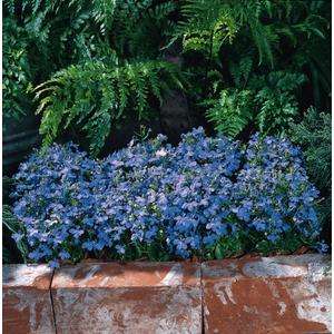 Lobelia Riviera Sky Blue - 200 seeds