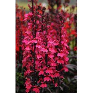 Lobelia Starship F1 Rose - 5 seeds