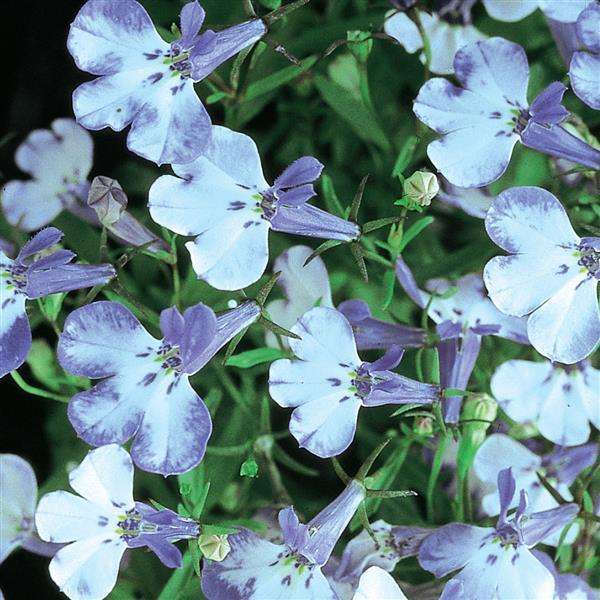 Lobelia Riviera Blue Splash - 200 seeds