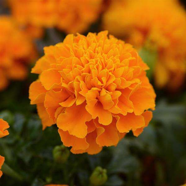 Marigold Hot Pak Orange - 10 seeds