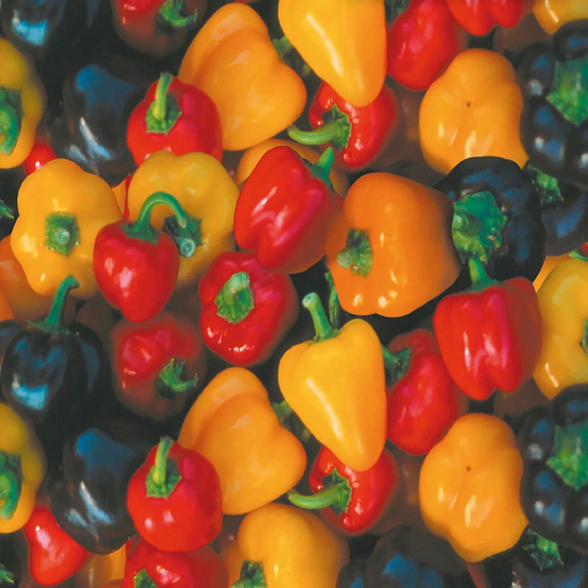 Mini Bell Pepper Mixed Colour Seeds  - Vegetable - Capsicum annuum - 10 Seeds