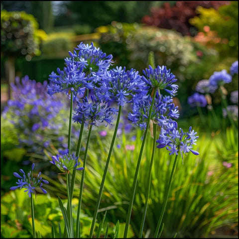 Agapanthus praecox subsp. orientalis Tall Blue Flowers - Agapanthus - 10 seeds